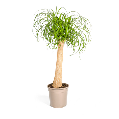 Kamerplant - Beaucarnea Recurvata - Op stam - Pot Ø 24cm Hoogte ↕ 80-100cm