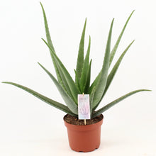 Kamerplant - Aloe Vera - Pot Ø 19cm Hoogte ↕ 70cm