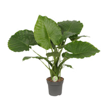 Kamerplant - Alocasia Gageana California - Pot Ø 21cm Hoogte ↕ 80cm