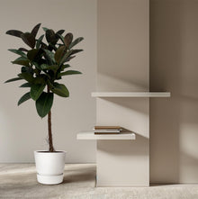 XL kamerplant - Ficus Elastica Robusta stam - Pot Ø 24cm Hoogte ↕ 130cm