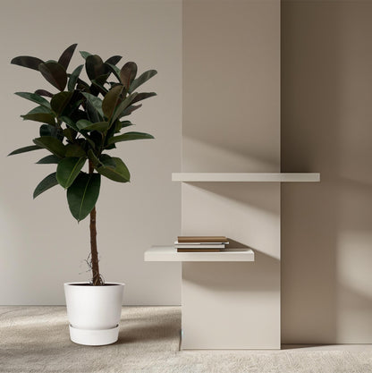 XL kamerplant - Ficus Elastica Robusta stam - Pot Ø 24cm Hoogte ↕ 130cm