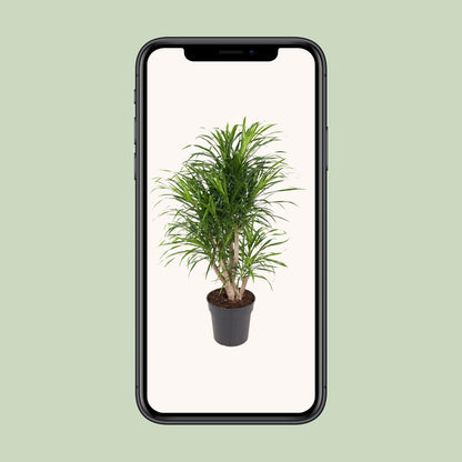 Kamerplant - Dracaena Anita - Luchtzuiverend - Pot Ø 24cm Hoogte ↕ 100cm