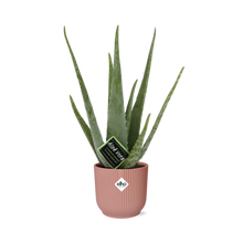 Kamerplant - Aloe Vera - Pot Ø 14cm Hoogte ↕ 12cm