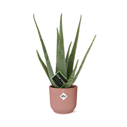 Kamerplant - Aloe Vera - Pot Ø 14cm Hoogte ↕ 12cm