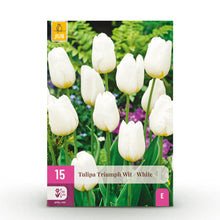 Bloembollen 15x Tulp Triumph White - Wit - Bolmaat 11/12