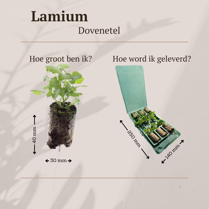 Buitenplant 6x Lamium - Dovenetel Pluggen - Bodembedekker