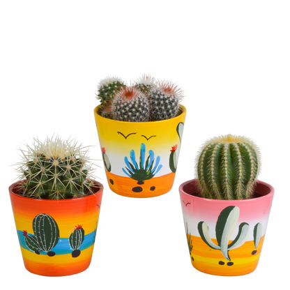 Kamerplant 3x Bolcactus mix - in Mexicaanse pot - Pot Ø 8,5cm