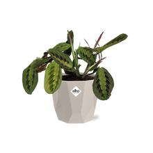 Kamerplant - Maranta Leuconeura 'Fascinator' Tricolor - Pot Ø 14cm