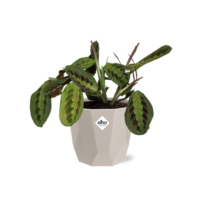 Kamerplant - Maranta Leuconeura 'Fascinator' Tricolor - Pot Ø 14cm