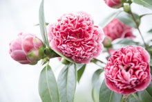 Buitenplant Camellia japonica 'Volunteer' - Bloeiende Heester - Pot Ø 13cm Hoogte ↕ 20cm