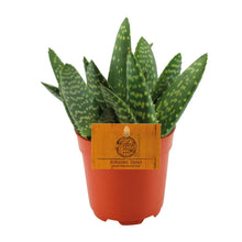 Kamerplant - Aloe Paradisicum - Pot Ø 10,5cm Hoogte ↕ 15cm