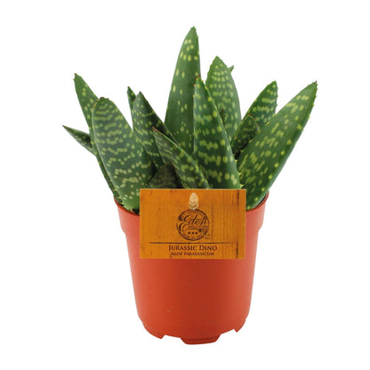 Kamerplant - Aloe Paradisicum - Pot Ø 10,5cm Hoogte ↕ 15cm
