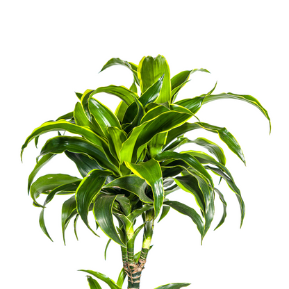XL kamerplant - Dracaena Deremensis 'Dorado' - Luchtzuiverend - Pot Ø 27cm Hoogte ↕ 170-190cm