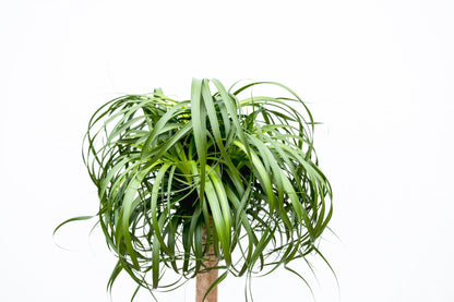 XL kamerplant - Beaucarnea - Hoogte ↕ 200cm