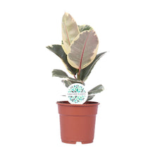 Kamerplant - Ficus Elastica Tineke - Pot Ø 17cm Hoogte ↕ 50cm