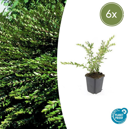 Buitenplant 6x Lonicera pileata - Pot Ø 9cm Hoogte ↕ 10-25cm