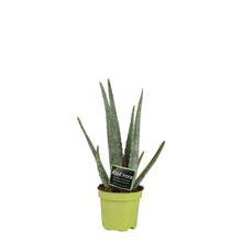 Kamerplant - Aloë Vera - Pot Ø 10,5cm Hoogte ↕ 35cm