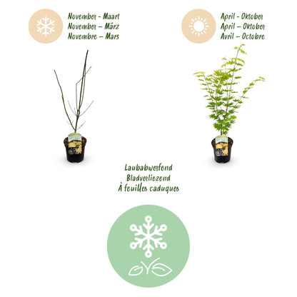Buitenplant - Acer palmatum Jordan - Winterhard - Pot Ø 19cm Hoogte ↕ 70cm
