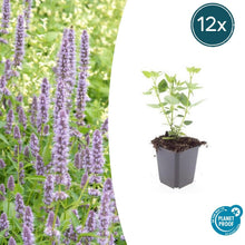 Buitenplant 12x Agastache 'Blue Fortune' - Bloeiend - Pot Ø 9cm Hoogte ↕ 10-25cm