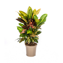 Kamerplant - Codiaeum 'Croton' Petra - Pot Ø 17cm Hoogte ↕ 40-60cm