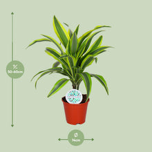 Kamerplant - Dracaena Lemon Lime - Pot Ø 14cm Hoogte ↕ 55cm