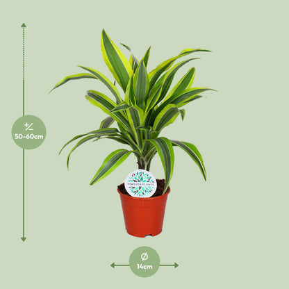 Kamerplant - Dracaena Lemon Lime - Pot Ø 14cm Hoogte ↕ 55cm