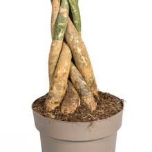 XL kamerplant - Pachira Aquatica - Pot Ø 30cm Hoogte ↕ 160-180cm