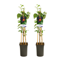 Buitenplant 2x Rubus Occidentalis Black Jewel - Fruitplant - Pot Ø 17cm Hoogte ↕ 75cm