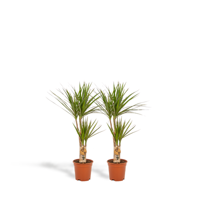 Kamerplant 2x Dracaena - Pot Ø 17cm Hoogte ↕ 90cm