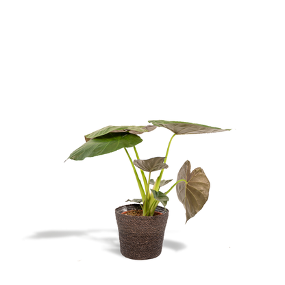 Kamerplant - Alocasia Wentii + Mand Igmar - Pot Ø 19cm Hoogte ↕ 65cm