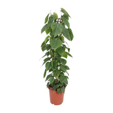 XL kamerplant - Philodendron Scandens - Pot Ø 24cm Hoogte ↕ 120cm