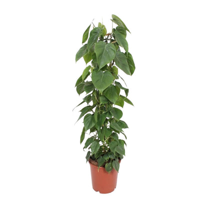 XL kamerplant - Philodendron Scandens - Pot Ø 24cm Hoogte ↕ 120cm