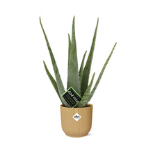 Kamerplant - Aloe Vera - Pot Ø 14cm