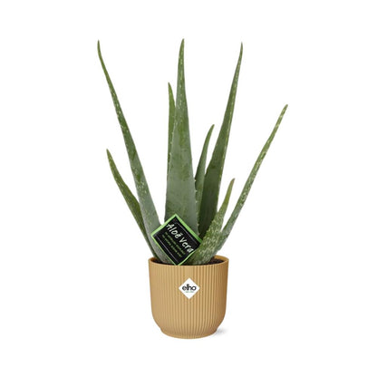 Kamerplant - Aloe Vera - Pot Ø 14cm