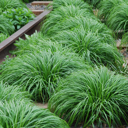Buitenplant 2x Carex oshimensis Intense Green - Bladhoudend - Pot Ø 17cm Hoogte ↕ 50cm