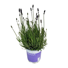 Buitenplant - Lavendel Lavandula Hidcote Blue - Pot Ø 12cm Hoogte ↕ 20cm