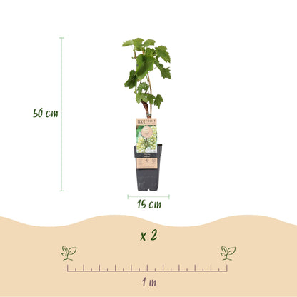 Buitenplant 2x Vitis vinifera 'Bianca' (Witte druif) - Fruitplant - Pot Ø 15cm Hoogte ↕ 50cm