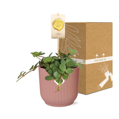 Kamerplant - Peperomia 'Hope' - Pot Ø 14cm
