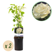 Buitenplant 2x Rosa White Climber - Klimroos Wit - Pot Ø 11cm Hoogte ↕ 40cm