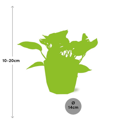 Kamerplant - Scindapsus (Epipremnum) Marble Queen - Pot Ø 14cm