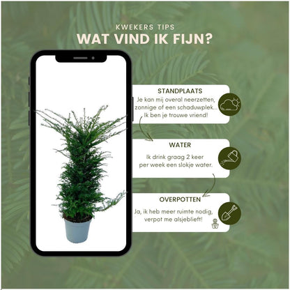 Buitenplant - Taxus Haagpakket 10 strekkende meter - Pot 12L Hoogte ↕ 100-125cm