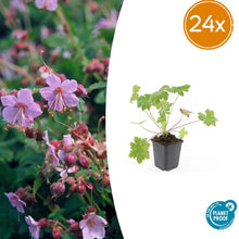 Buitenplant 24x Geranium macr. 'Ingwersen's Var.' - Bloeiend - Pot Ø 9cm Hoogte ↕ 10-25cm