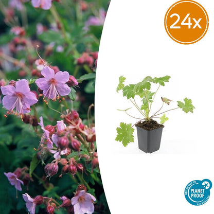 Buitenplant 24x Geranium macr. 'Ingwersen's Var.' - Bloeiend - Pot Ø 9cm Hoogte ↕ 10-25cm