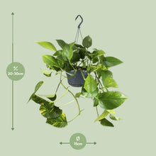 Kamerplant - Epipremnum Aureum - Pot Ø 15cm Hoogte ↕ 25cm