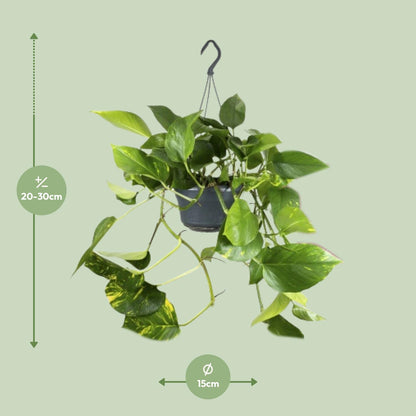 Kamerplant - Epipremnum Aureum - Pot Ø 15cm Hoogte ↕ 25cm