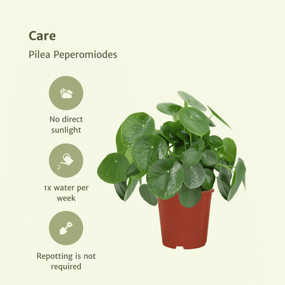 Kamerplant 2x Pilea Peperomioides - Pannekoekenplant - Pot Ø 15cm Hoogte ↕ 25cm