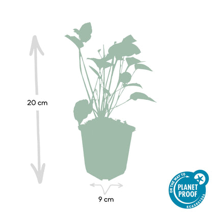Buitenplant 12x Persicaria amplexicaulis - Bloeiend - Pot Ø 9cm Hoogte ↕ 10-25cm