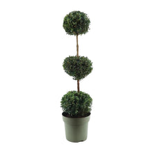 Buitenplant - Buxus Sempervirens Trio-Ball - Winterhard - Pot Ø 27cm Hoogte ↕ 110cm