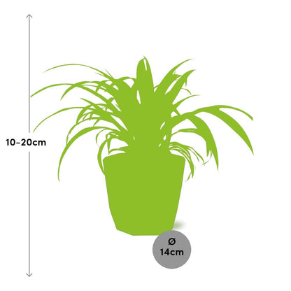 Kamerplant - Chlorophytum Comosum Variegatum - Pot Ø 14cm