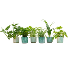 Verrassingsbox - 6 kamerplanten incl. ronde pot Ø 14cm - Pacifisch Groen